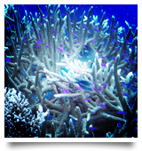 珊瑚霊能者の画像